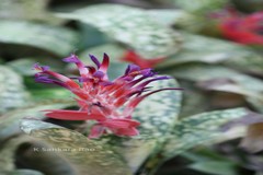 Billbergia pyramidalis